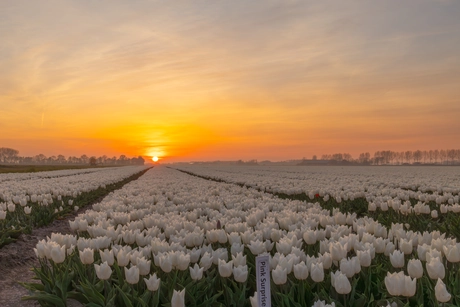 e17015e8-008c-4dc0-baa6-c0c0b6a16419-iets-vreemds