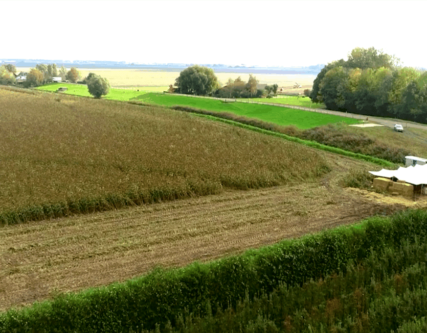 Ulvenhart_Sorghum_perceel Ulvenhart_Sorghum_perceel