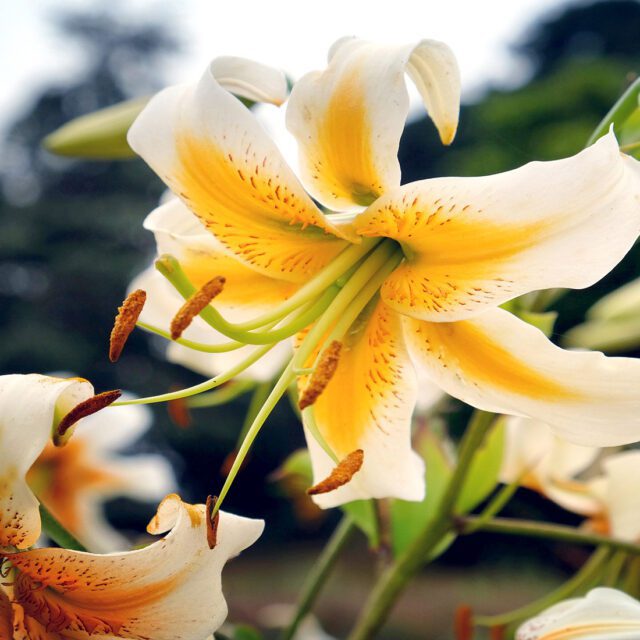 background-LELIE-1920x1100-px-96dpi-1