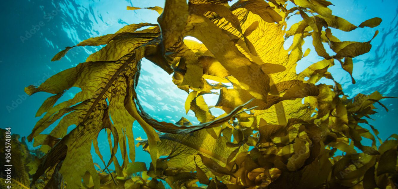 background-ZEEWIER-1920x1100-px-96dpi-1