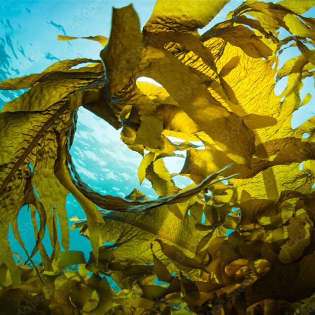 background-ZEEWIER-1920x1100-px-96dpi-1