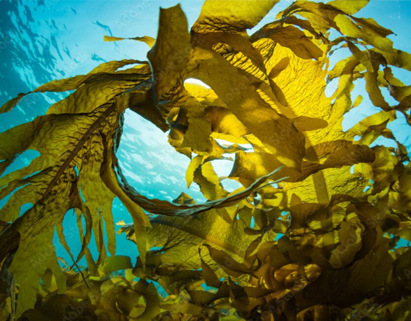 background-ZEEWIER-1920x1100-px-96dpi-1